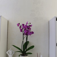 Orchidee vor weißer Wand